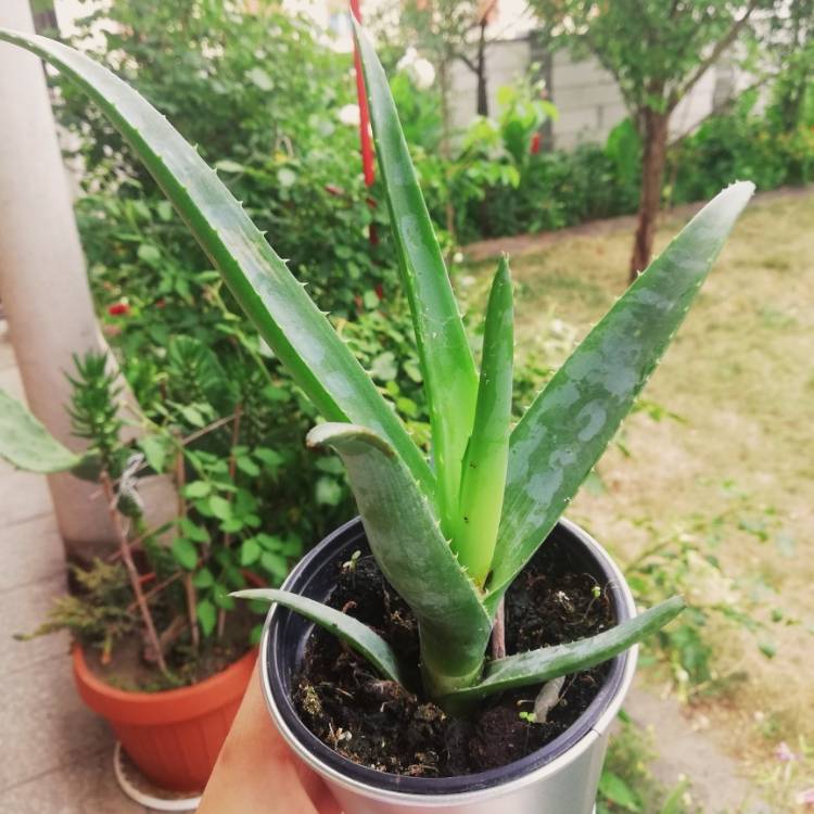 plant image 1128745