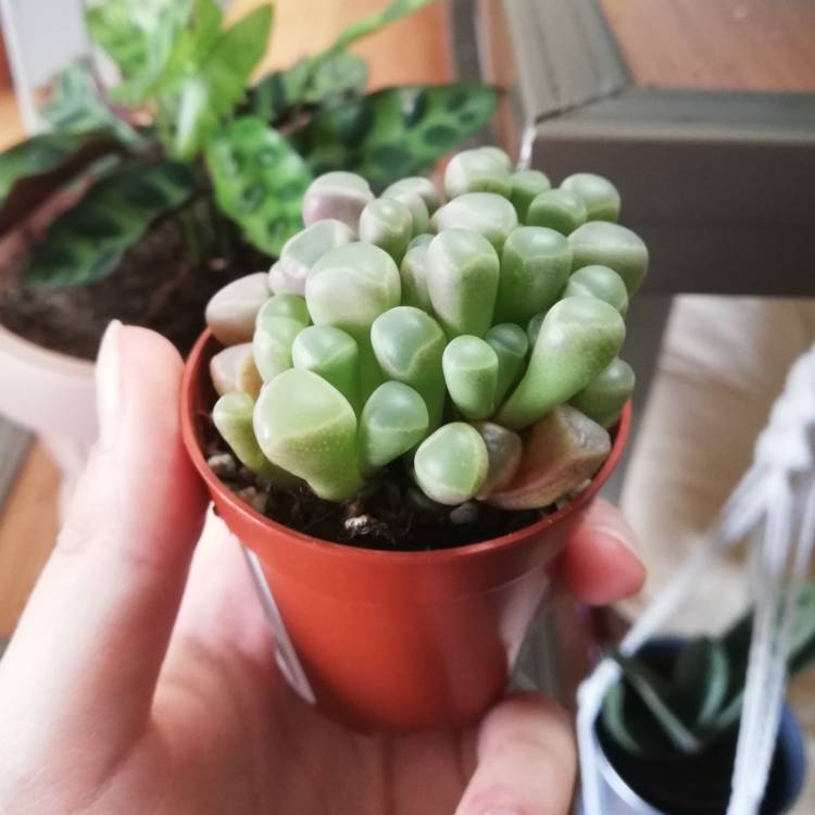 Plant image Fenestraria aurantiaca