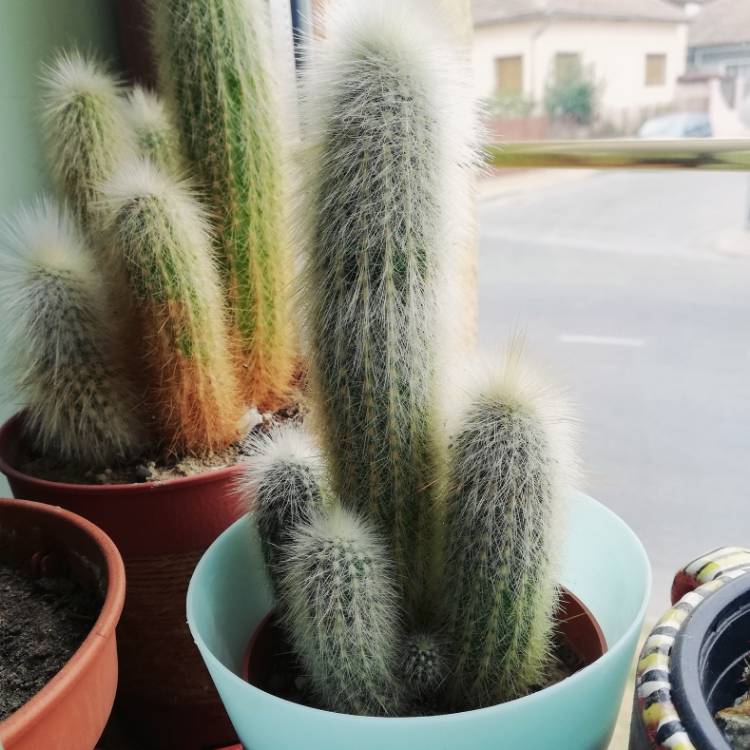 Plant image Cleistocactus strausii