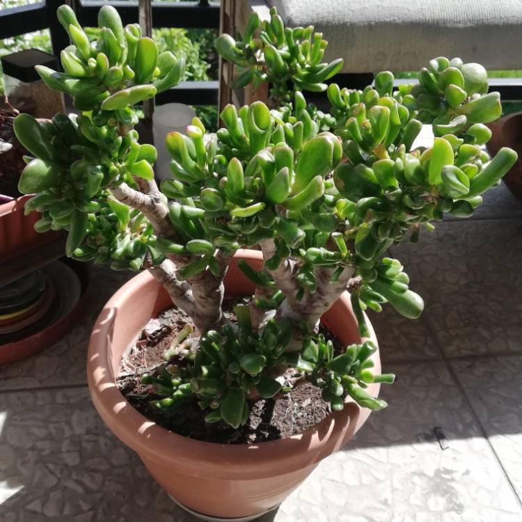plant image 1290942