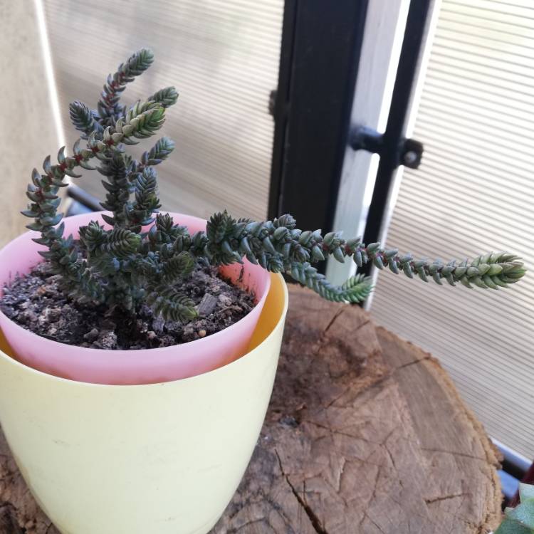 plant image 1290944