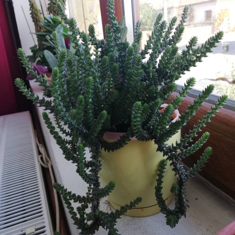 plant image 1414850
