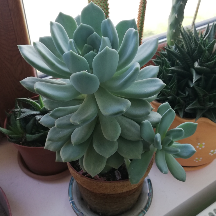 plant image 1414861