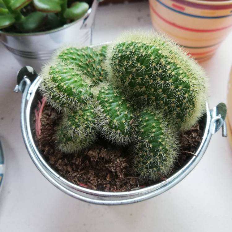 plant image 1425042