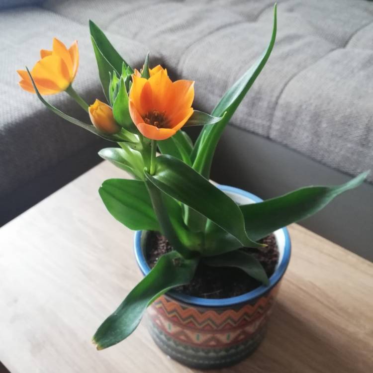 Plant image Ornithogalum 'African Breeze'
