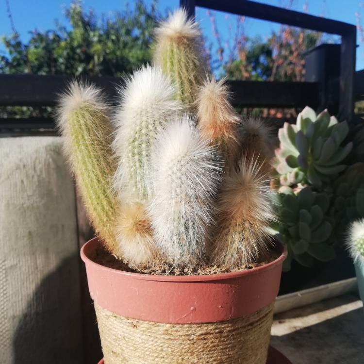 plant image 1519691