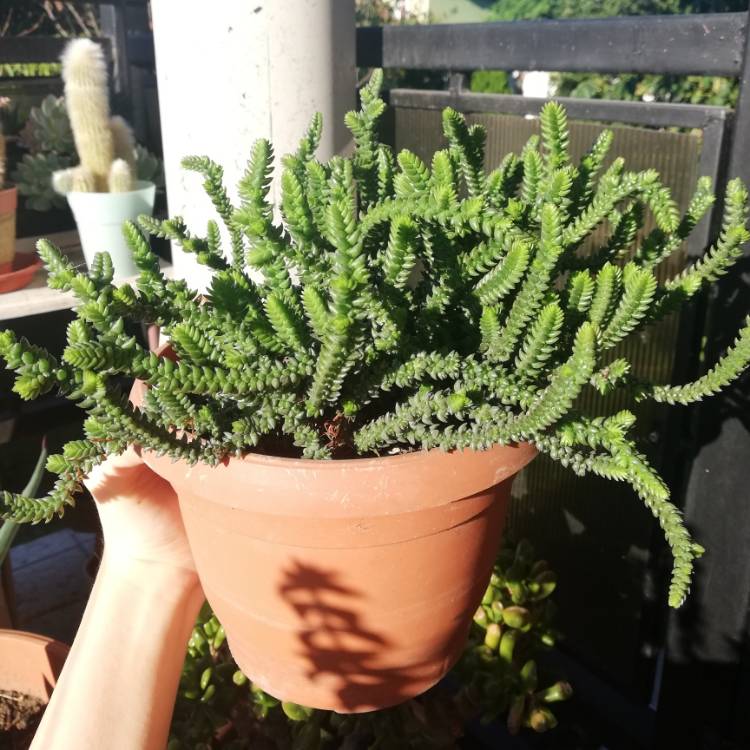 plant image 1522053