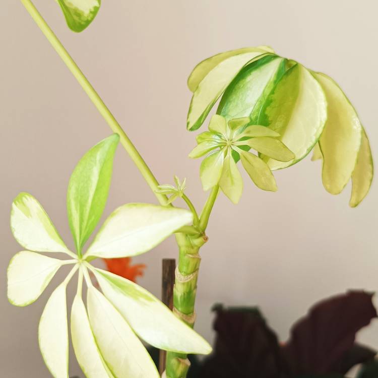 Plant image Schefflera arboricola 'Madam de Smet'