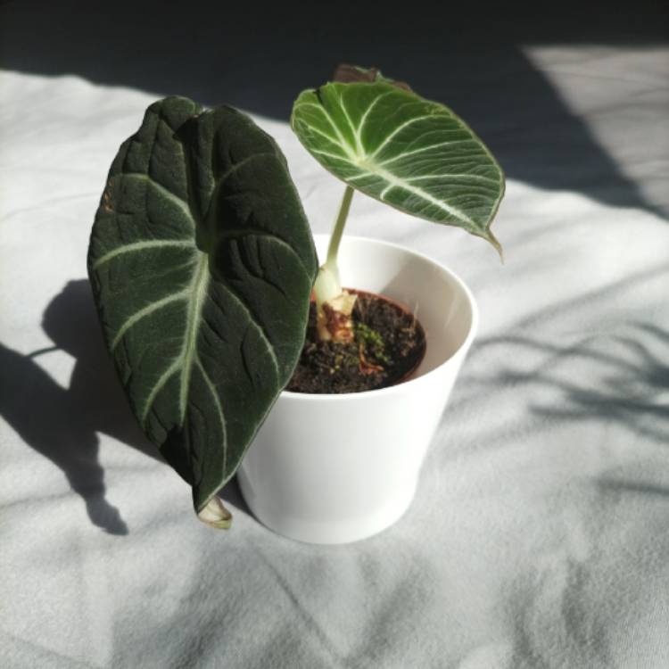 Plant image Alocasia 'Black Velvet'
