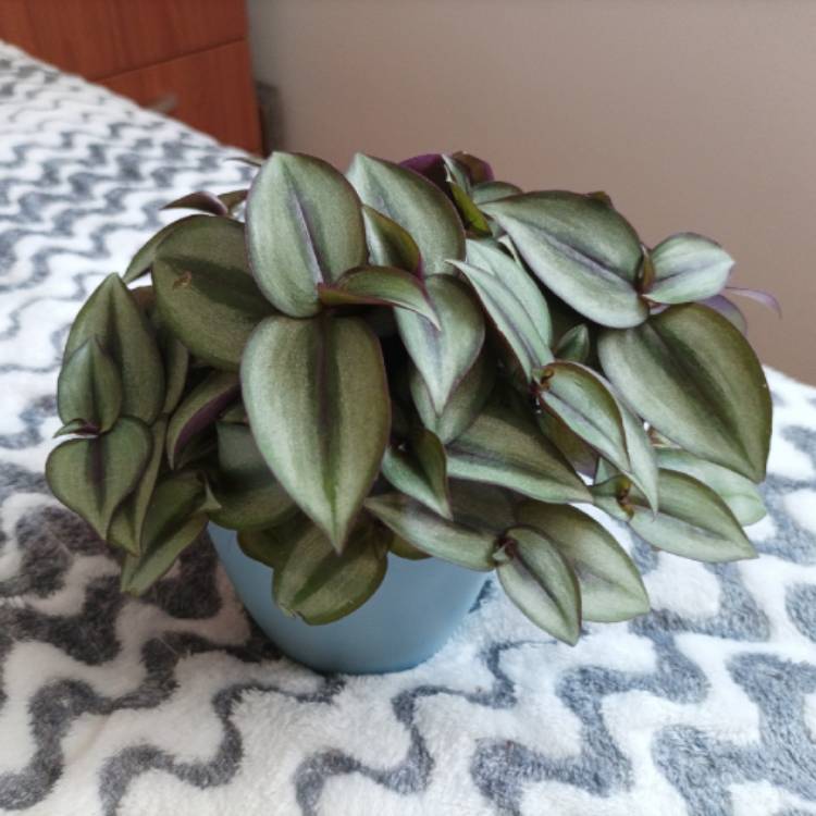 plant image 1581872 plant image 1581872