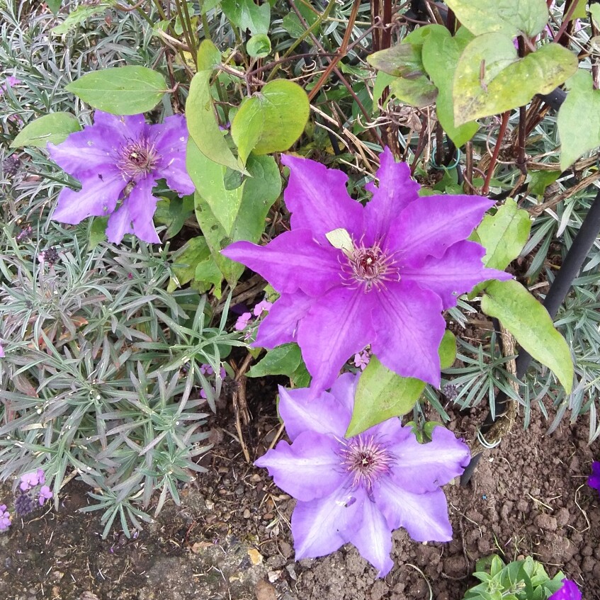 Clematis (Pruning Group 2 - Large Flowering Cultivars)