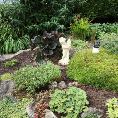 Patricia's garden