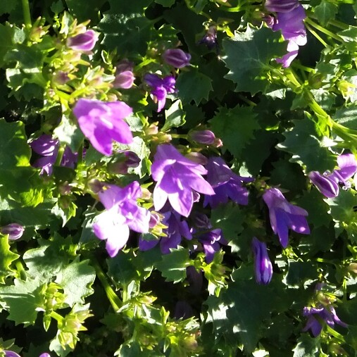 Bellflower