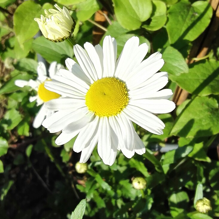 plant image 87726