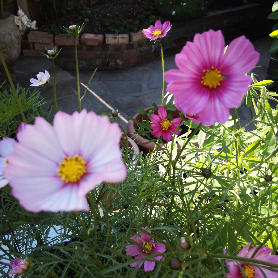 Cosmea