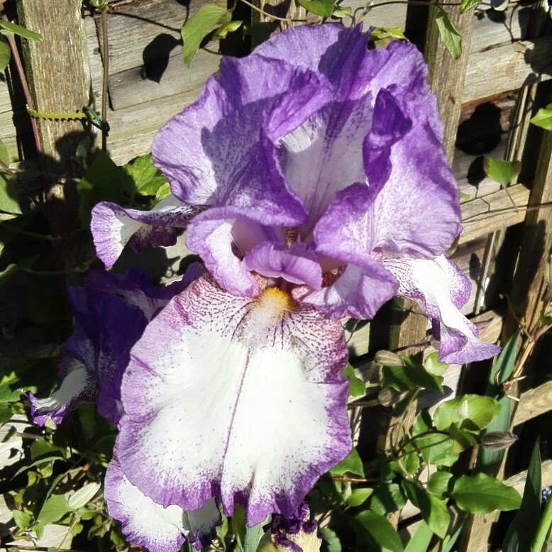 plant image 87735