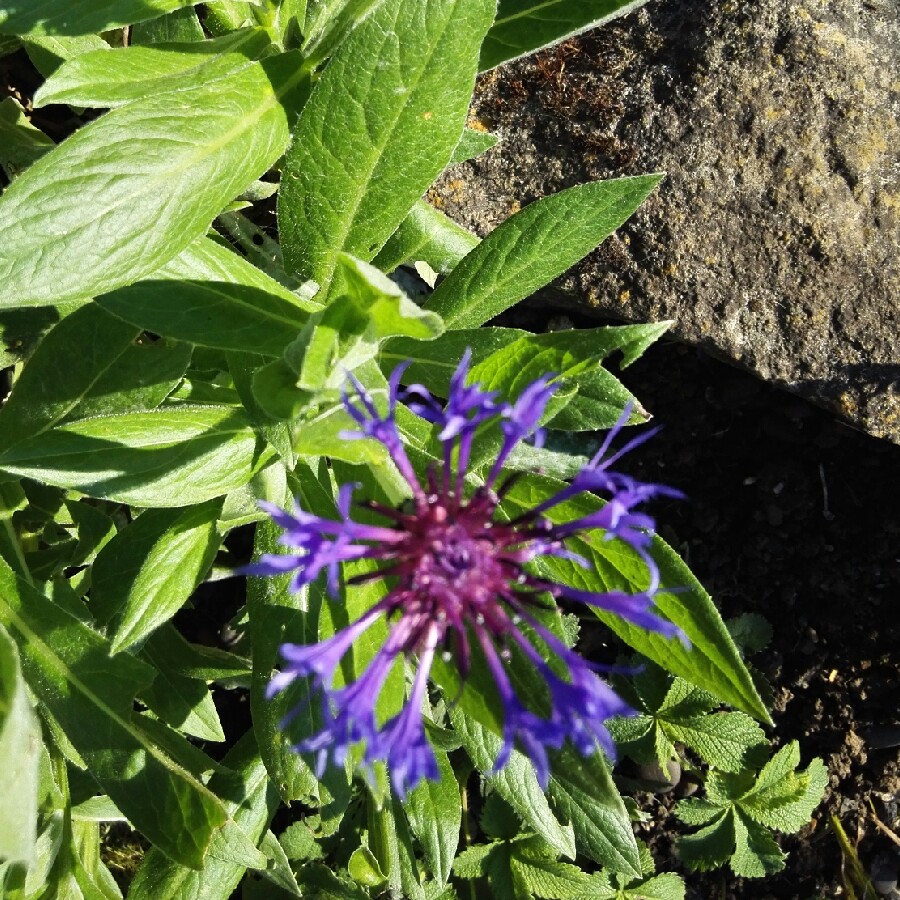 Perennial Cornflower