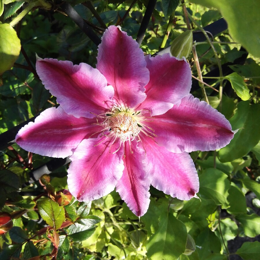 plant image 87747