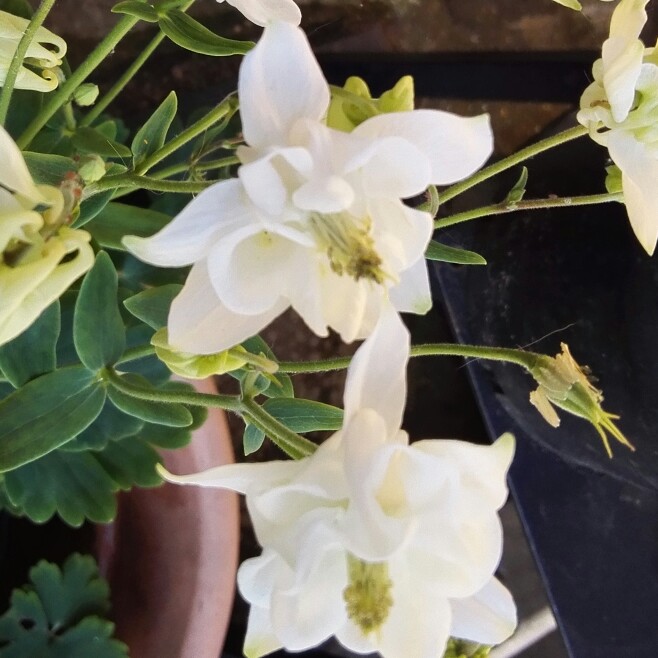 Columbine