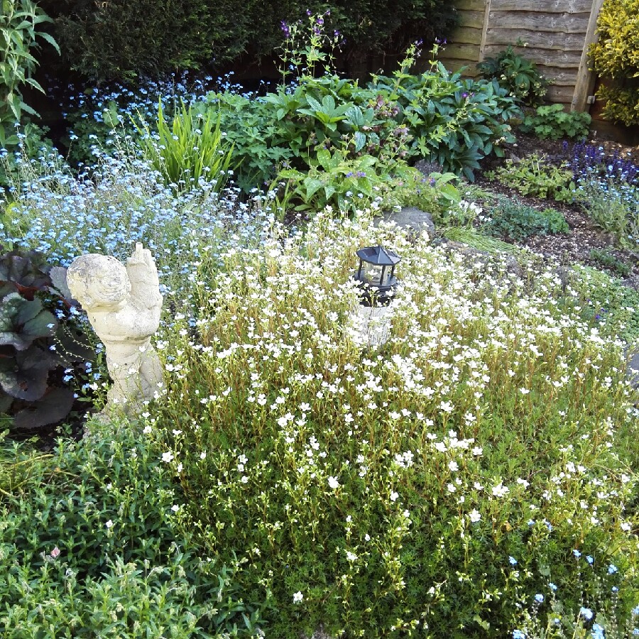 Patricia's garden