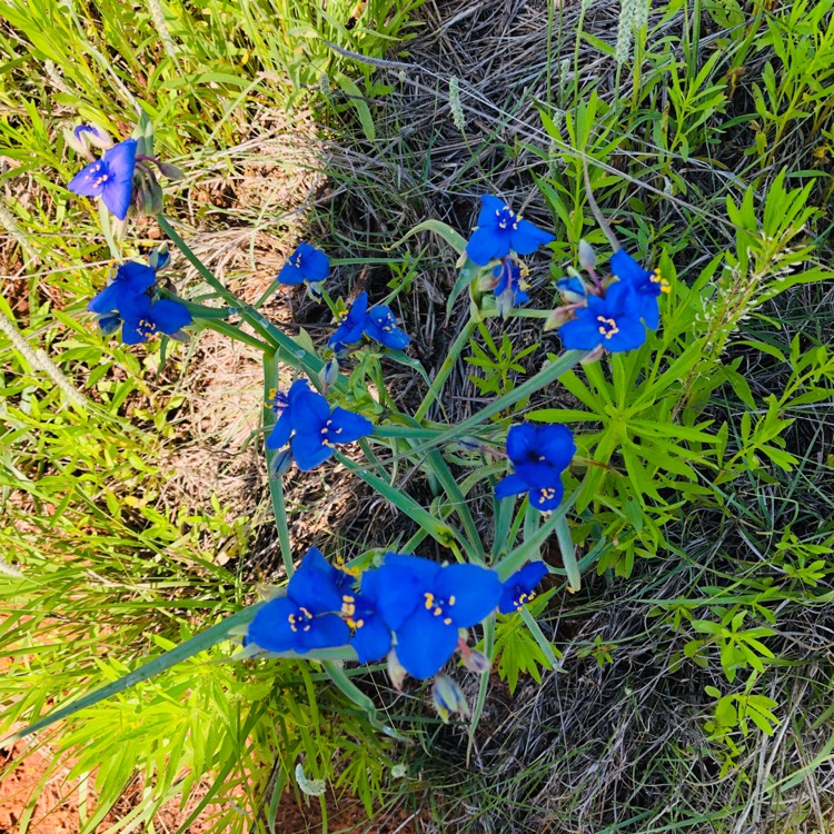Plant image Gentiana
