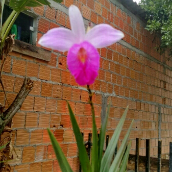 Plant image Arundina graminifolia