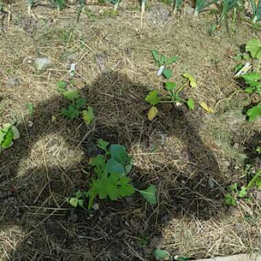 Courgette 'Atena'
