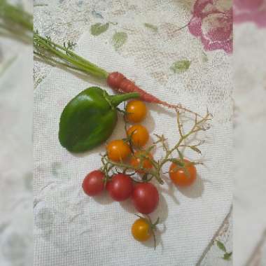 Patrik's garden