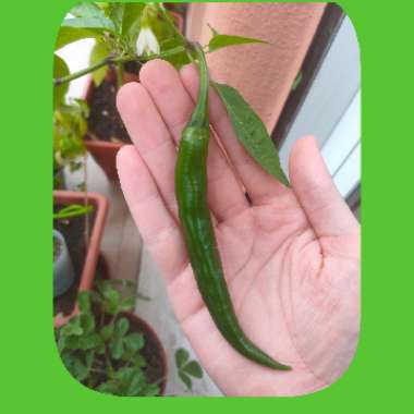 Patrik's garden