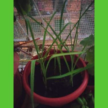 Patrik's garden