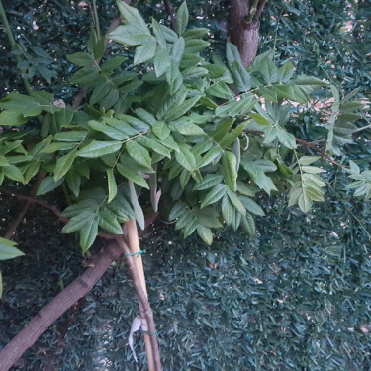 plant image 1100578