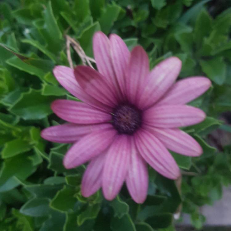 Plant image Dimorphotheca pluvialis