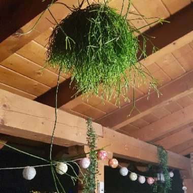 Patricia's garden