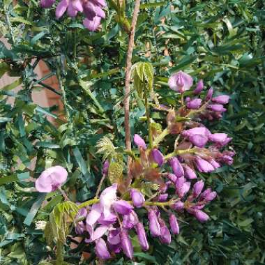 Japanese Wisteria ‘Black Dragon'