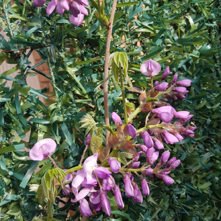 Wisteria floribunda 'Royal Purple