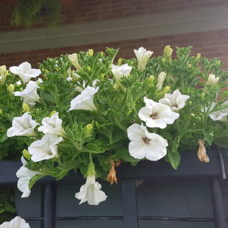 plant image 1272186