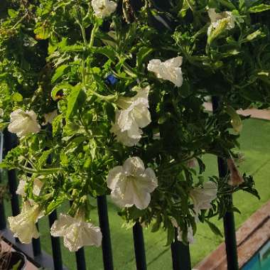 Patricia's garden