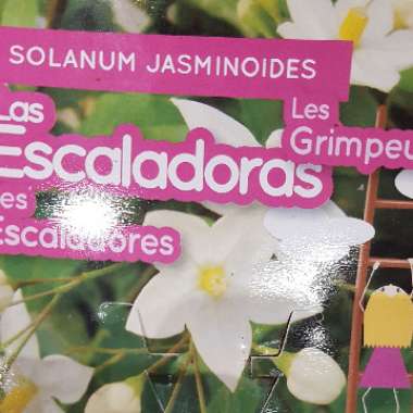 Jasmine-scented climber