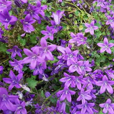 Bellflower 'Ambella Purple'