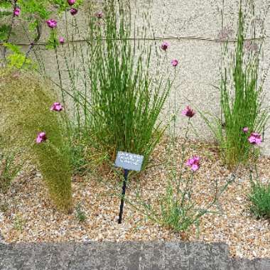 Patrycja's garden