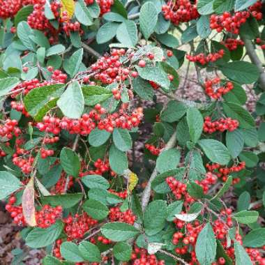 Cotoneaster