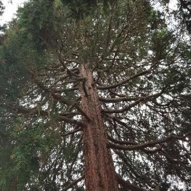 English Yew