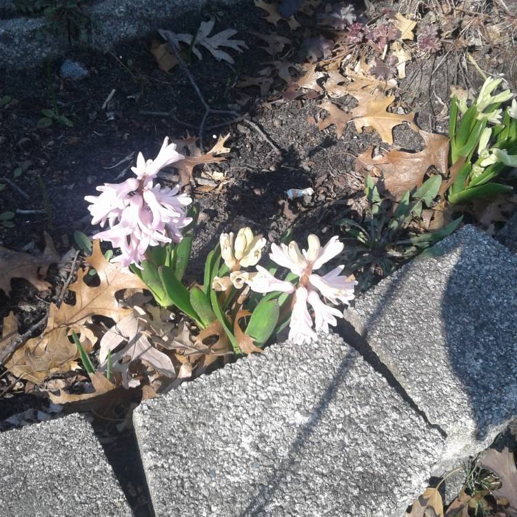 Plant image Hyacinthus orientalis 'Fondant'