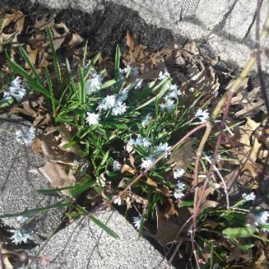Russian Snowdrop