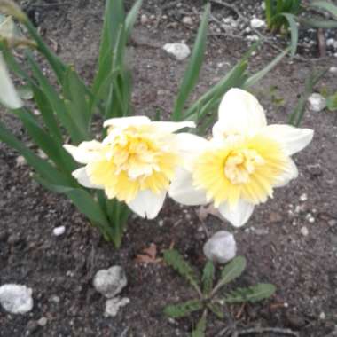 Patsy's garden