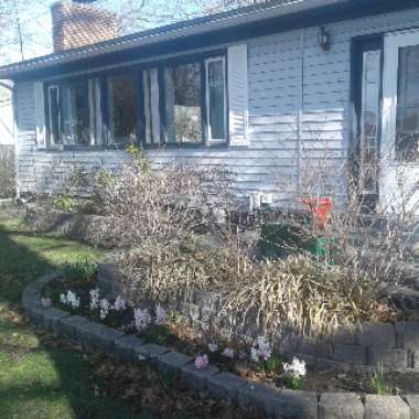 Patsy's garden