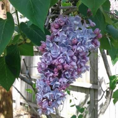 Lilac