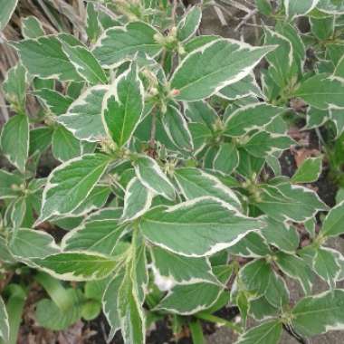 Weigela 'Florida Variegata'