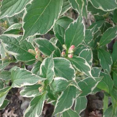 Weigela 'Florida Variegata'