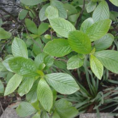 Patsy's garden